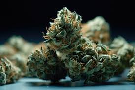Discover the Best Cannabis Seeds Florida Has to Offer